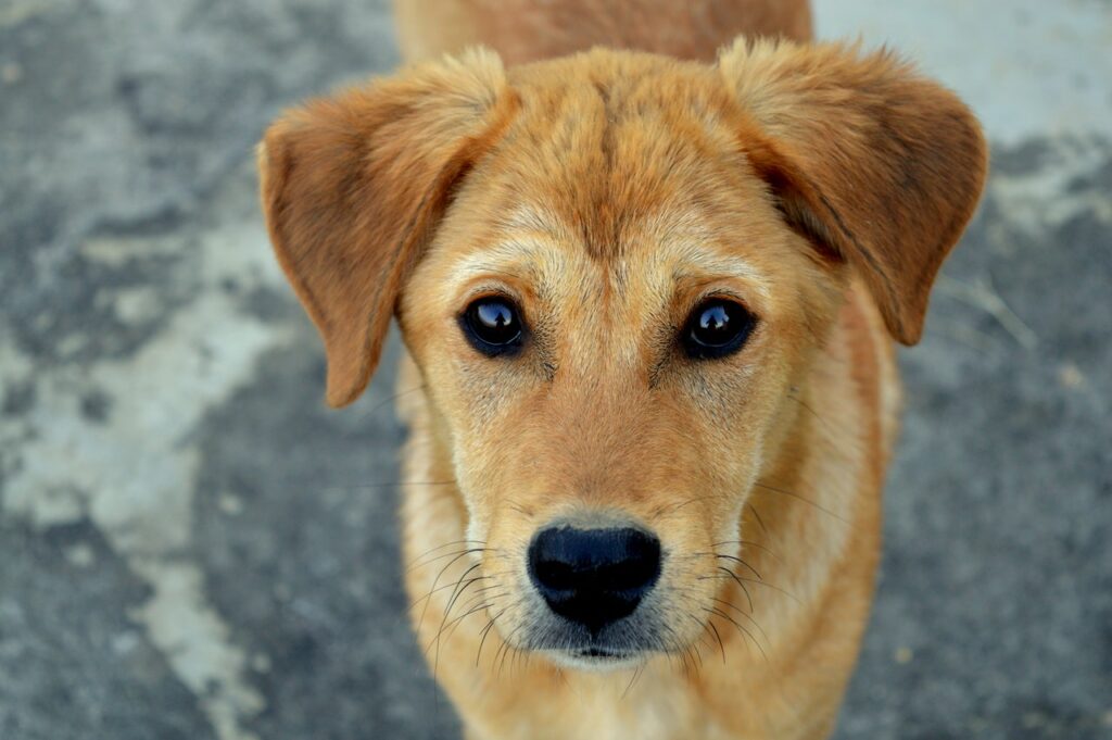 Un chien