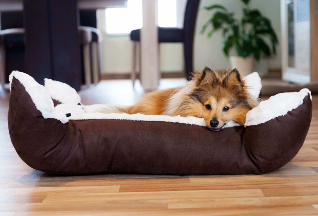 Panier pour chien