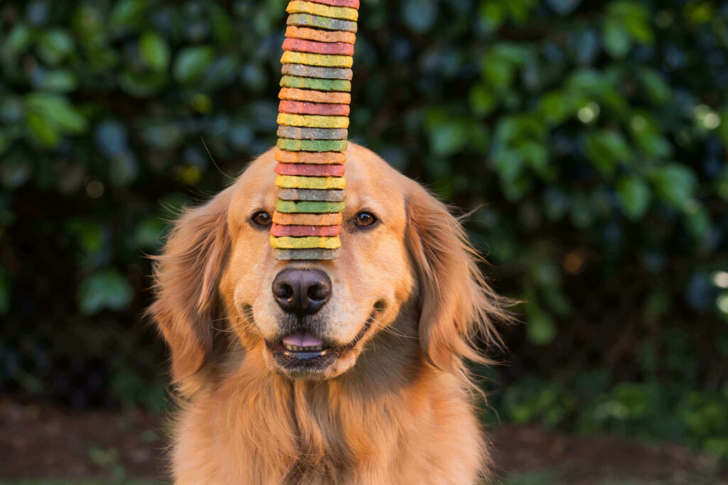 Un chien avec des friandises sur le museau