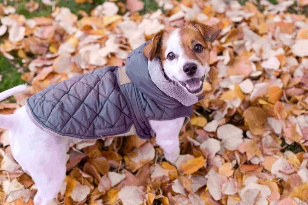 Petit chien avec un manteau