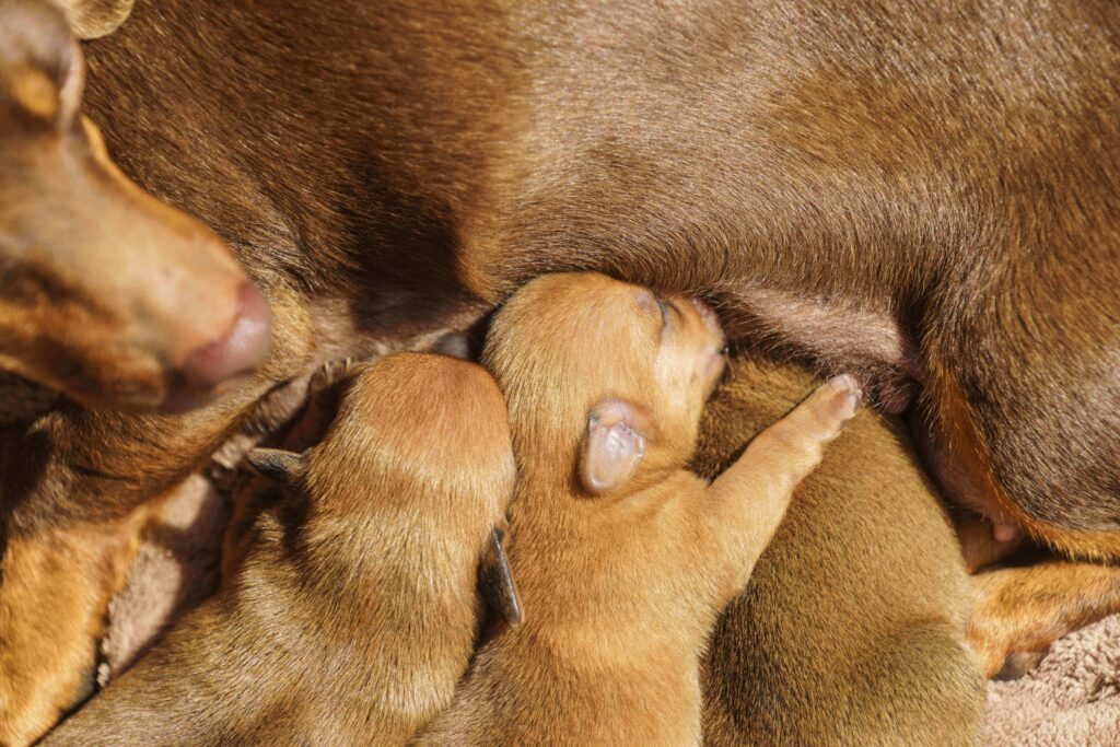 Une chienne qui allaite ses chiots