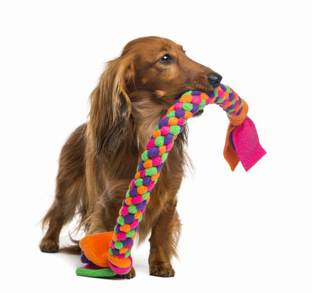 Un chien qui tient un jouet