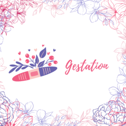Soutien gestation