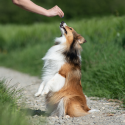 Récompenses entraînement