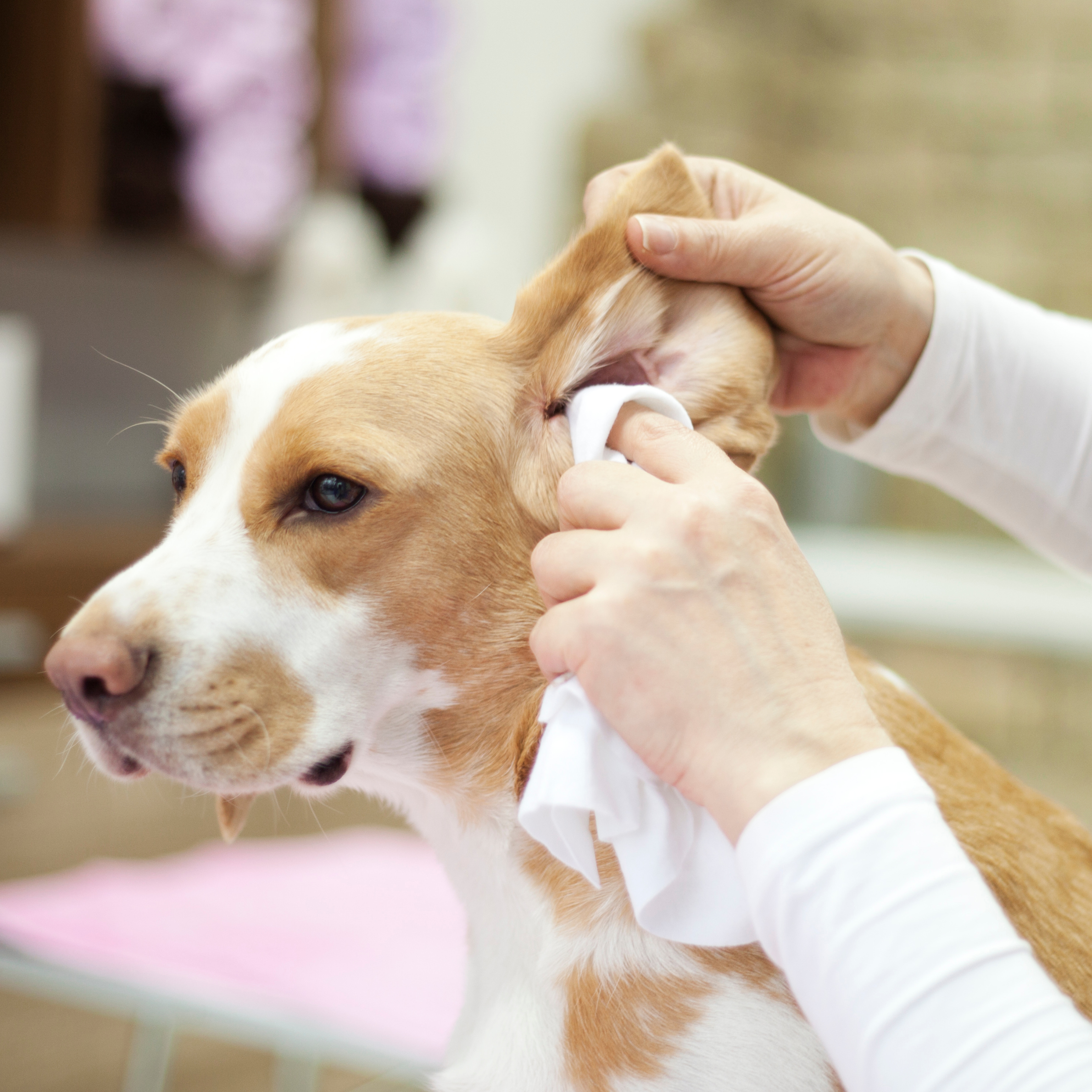 Toilettage et produits de soins