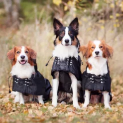 Back On Track - Chiens