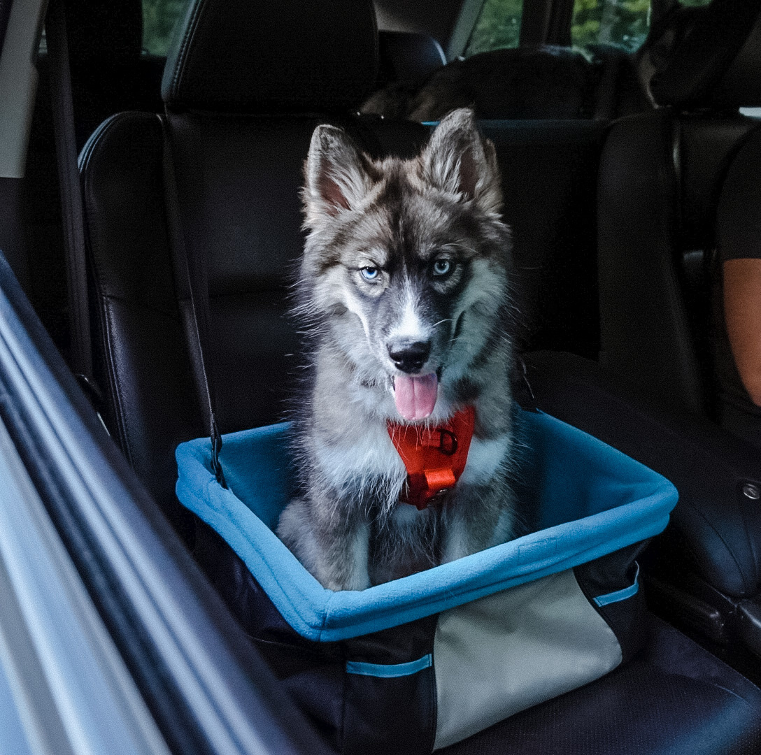 Siège auto pour chien - Rover - Craftyfox