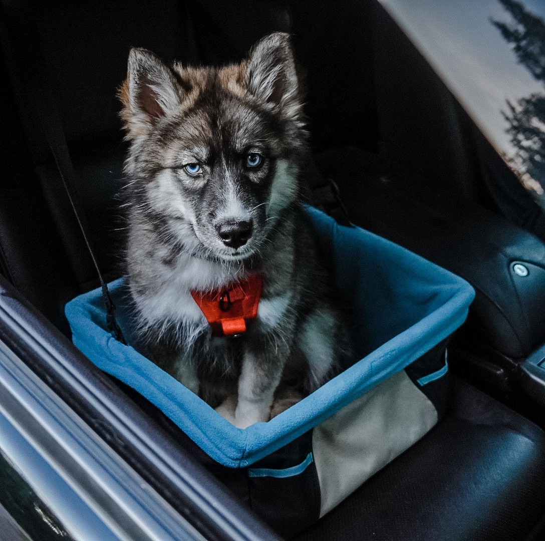 Siège auto pour chien Rover