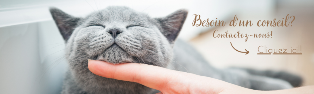 conseil chat