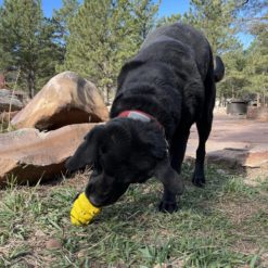 ourson sodapup et labrador