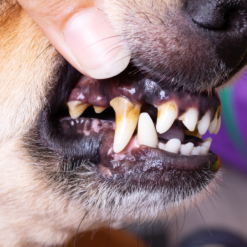 Soins bucco-dentaire