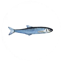 Feline Feast Sardine