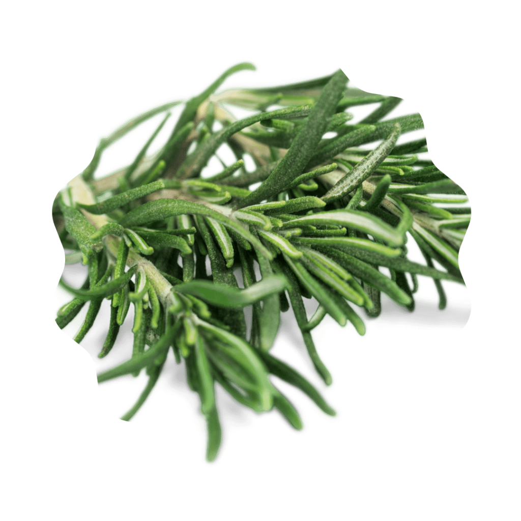 Romarin, ingrédient utilisés dans les formules des produits biogance
