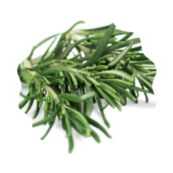 Romarin, ingrédient utilisés dans les formules des produits biogance